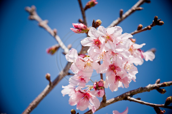 Cherry Blossom 6
