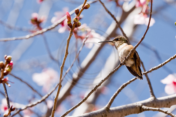 Cherry Blossom 3 (Hummingbird)