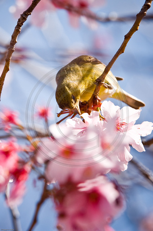 Cherry Blossom 4 (Finch)