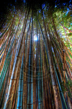 Through Bamboo